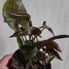 Syngonium Maria plant