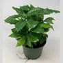 (C) Buzzy Coffee seeds Arabica 2.5g (840114) Image 3