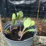 Cabbage plants Image 4