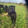 Weanlings Image 4