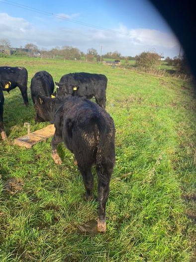 Weanlings