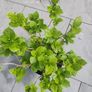 plant Image 2