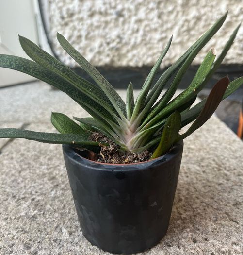 Gasteria