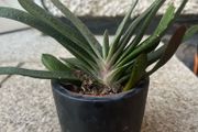 Gasteria