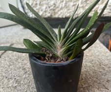 Gasteria