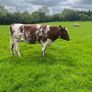 Shorthorn breeding heifer Image 3