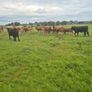 Bullocks Image 2