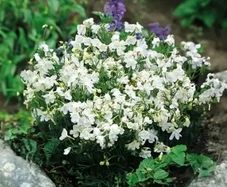 (D) Siberian Larkspur White seeds 0.5g (449891)