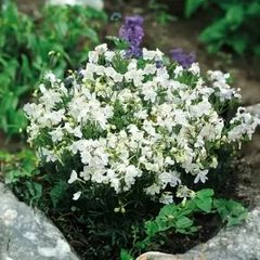 (D) Siberian Larkspur White seeds 0.5g (449891)