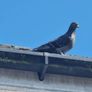 Pet pigeon for sale Image 2