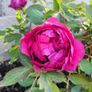 Tree Peony Image 3