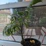 Parlour Palm Image 2