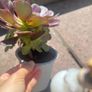 plant Image 2