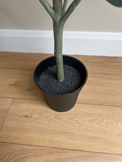 plants