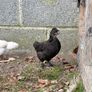 5 wk old pet roosters Image 6