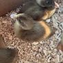 Hatching Eggs & Ducklings - Orpington Ducks Image 5