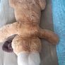 Big Dog Teddy Image 5