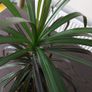 Dracaena marginata (Madagascar Dragon Tree) Image 2
