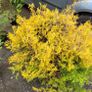 15 mature plants/shrubs Image 8