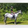 Connemara mare Image 5