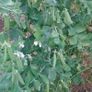 Garden Pea 'First Early May' Irish Seeds Image 2