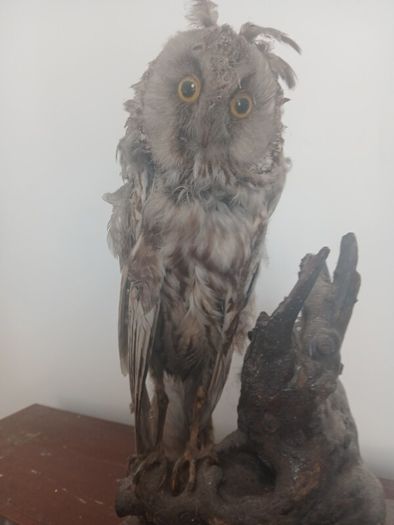 Antique Owl