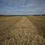 ## Wheaten Straw## Image 3