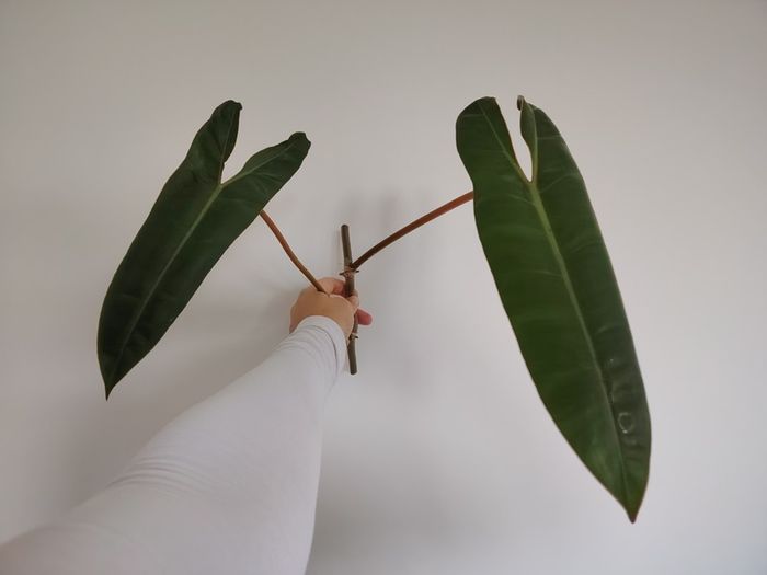 Philodendron Billetai