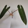 Philodendron Billetai Image 2