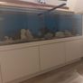 Large fish tank for sale Image 2