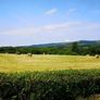 Small square bales of hay Image 3