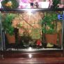 Fish Tank Swap Image 4