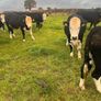 20 White head / Hereford heifers Image 6