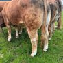 Limousine bull Image 3