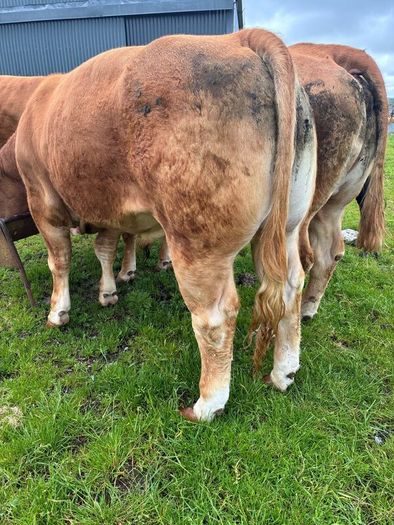 Limousine bull