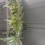 Spider Plants Image 2
