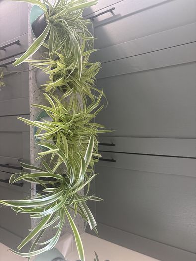 Spider Plants