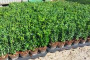 Box Hedging