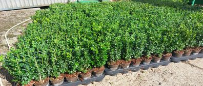 Box Hedging