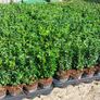 Box Hedging Image 3