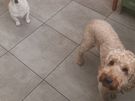 Dog minder Image 10