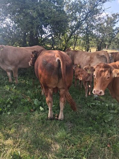 Limousin Bull