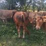 Limousin Bull Image 2