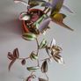 House plants Image 8