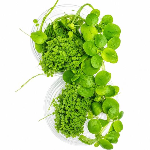 Duckweed 500pcs + Amazon Frogbit 10pcs absorbs nitrogen (aquarium- pond)