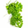 Duckweed 500pcs + Amazon Frogbit 10pcs absorbs nitrogen (aquarium- pond) Image 2
