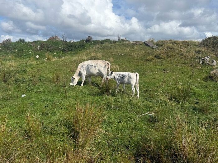 Cow