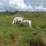 Cow Image 6