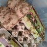 crickets reptile food Image 3