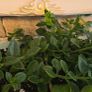 baby sun rose Image 5